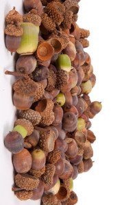 Acorn Nuts